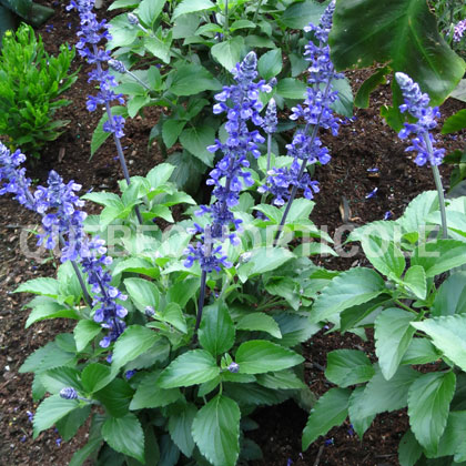 image de Salvia farinacea Mystic Spires Improved