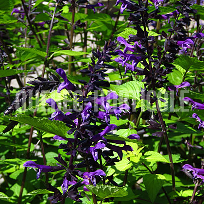 image de Salvia Rockin® Deep Purple