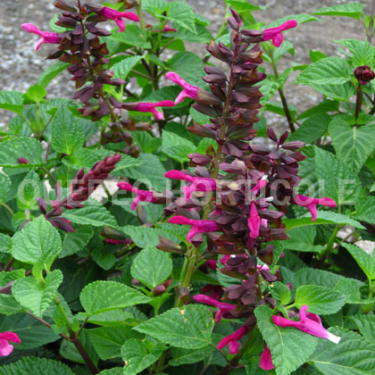 image de Salvia Rockin® Fuchsia