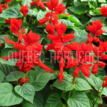 image de Salvia Salsa Red