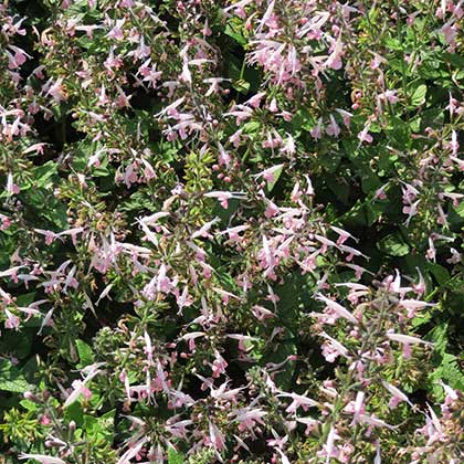 image de Salvia Summer Jewel™ Pink