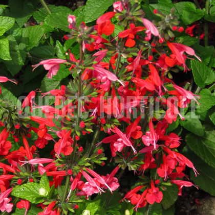 image de Salvia Summer Jewel™ Red