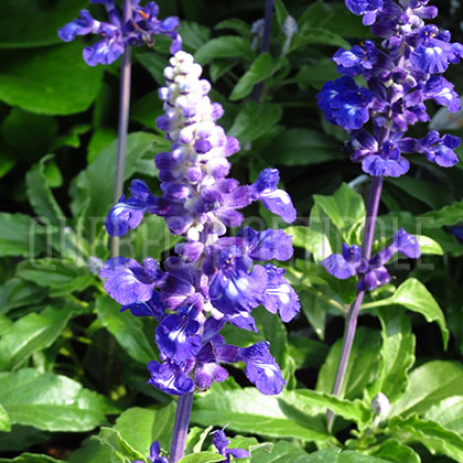 image de Salvia farinacea Cathedral™ Deep Blue