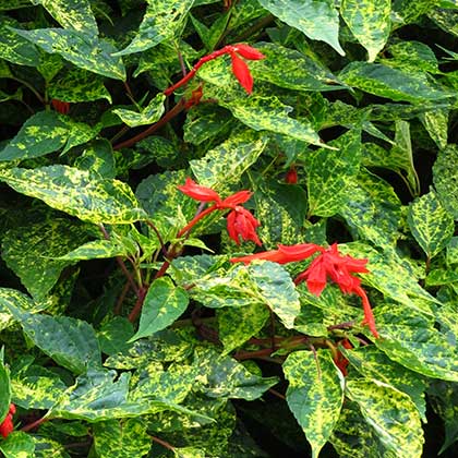 image de Salvia Dancing Flame