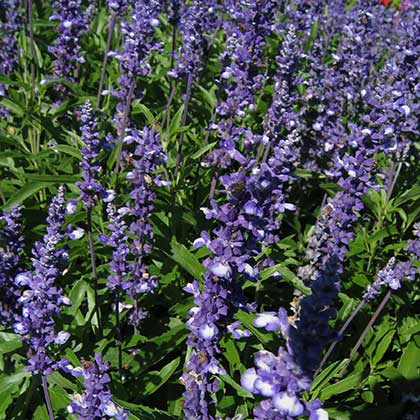 image de Salvia farinacea Fairy Queen