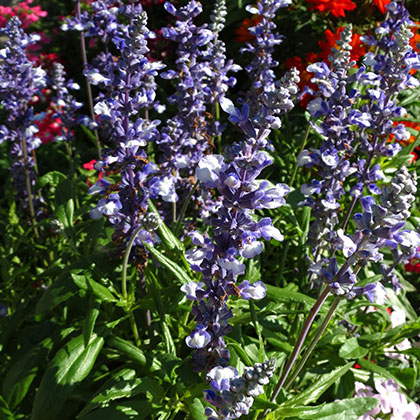 image de Salvia farinacea Fairy Queen