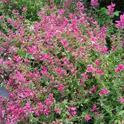 image de Salvia horminum série Marble Arch