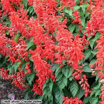 image de Salvia splendens Lighthouse Red