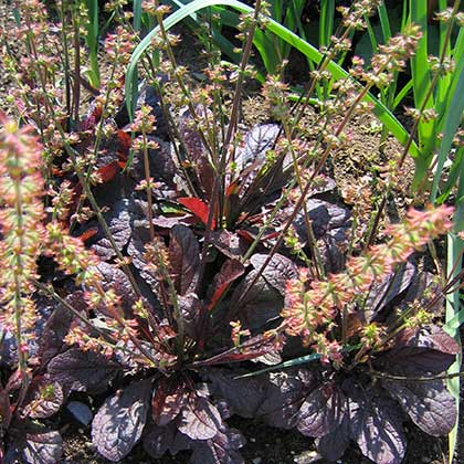 image de Salvia lyrata purpureorubra 