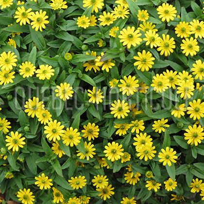 image de Sanvitalia speciosa Million Suns