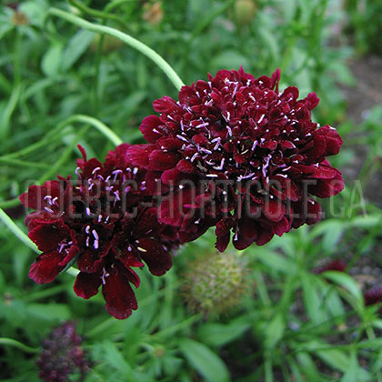 image de Scabiosa atropurpurea Black Cat