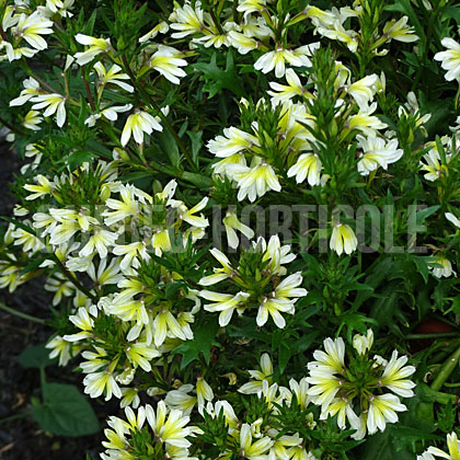 image de Scaevola aemula Suntastic