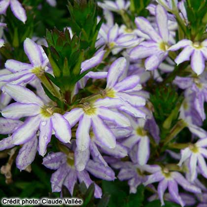 image de Scaevola aemula Diamond