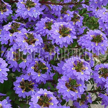 image de Scaevola aemula Scampi™ Blue