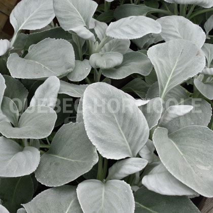 image de Senecio candicans  Angel Wings™