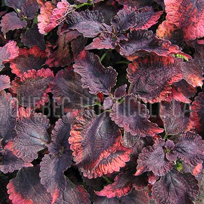 image de Plectranthus Mariposa™