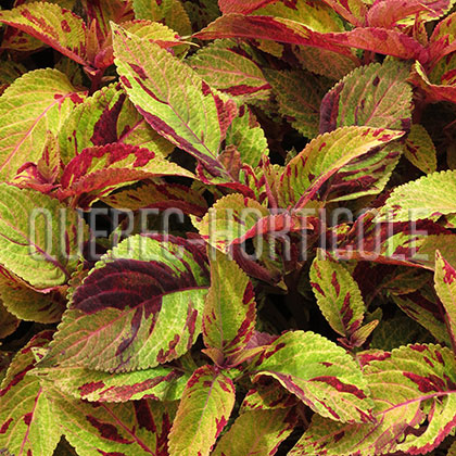 image de Plectranthus Mighty Mosaic