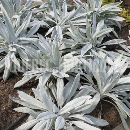 image de Senecio niveoaureus Bello Grigio®