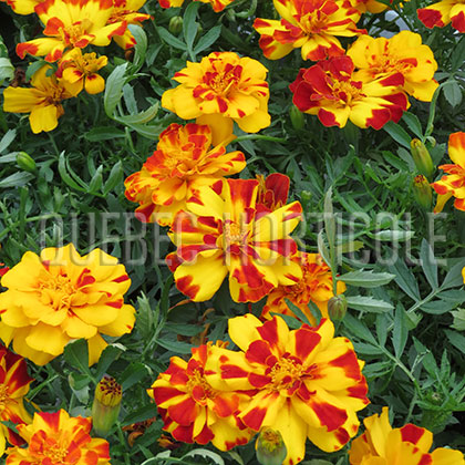 image de Tagetes Durango® Bolero