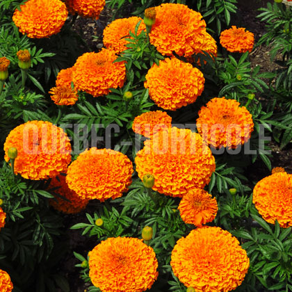 image de Tagetes Moonsong Deep Orange