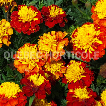 image de Tagetes Super Hero™ Spry