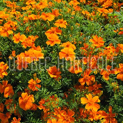 image de Tagetes tenuifolia Tangerine Gem