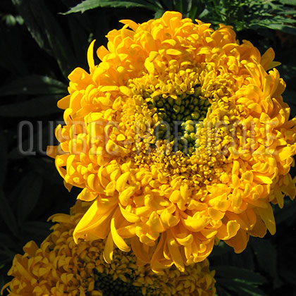 image de Tagetes Yummy Mummy