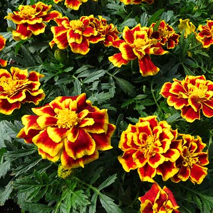 image de Tagetes Durango® Bee