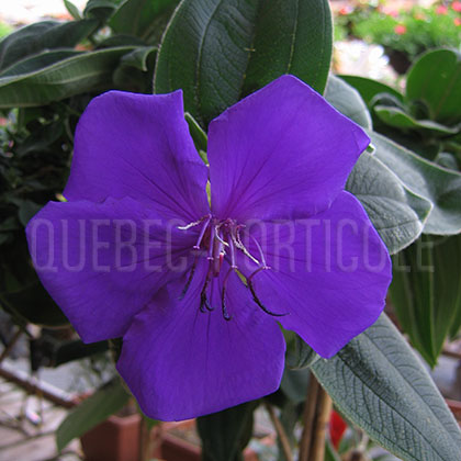 image de Tibouchina urvilleana 