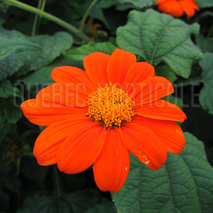 image de Tithonia rotundifolia Arcadian Blend