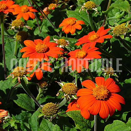 image de Tithonia Fiesta Del Sol