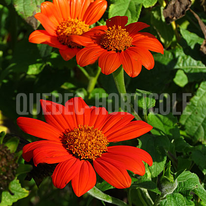 image de Tithonia rotundifolia Torch