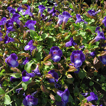 image de Torenia x hybrida Summer Wave® Bouquet Deep Blue