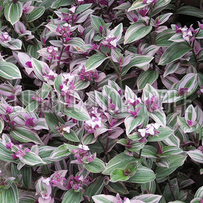 image de Tradescantia Bubble Gum