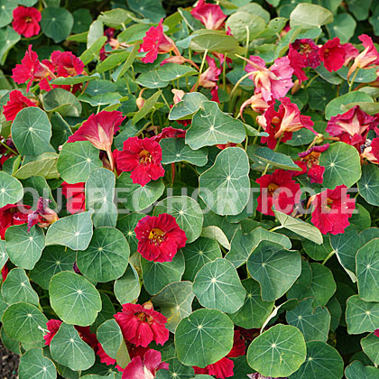 image de Tropaeolum minus Baby Rose