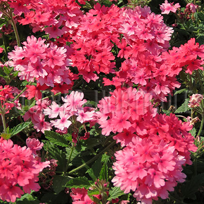 image de Verbena Superbena® Coral Red