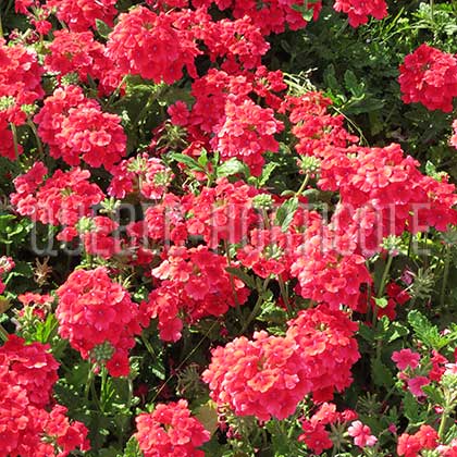 image de Verbena Empress® Dark Red