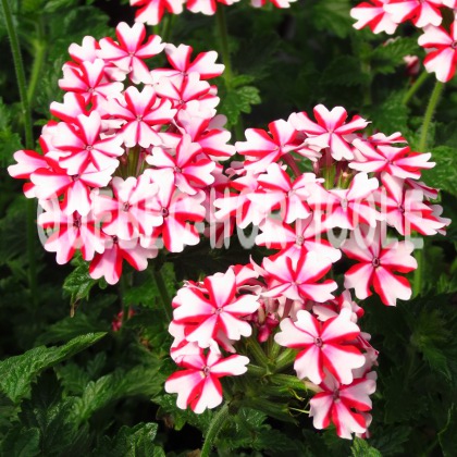 image de Verbena Lanai® Candy Cane