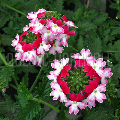 image de Verbena Lanai® Twister Red