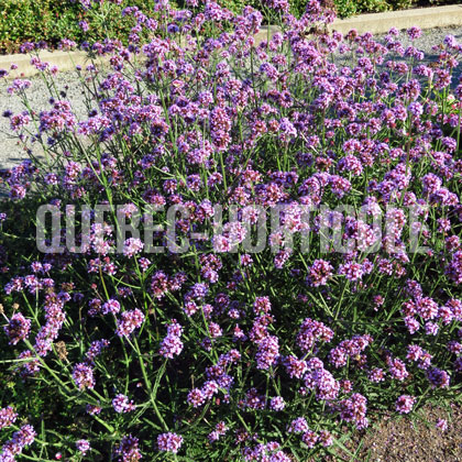 image de Verbena bonariensis Meteor Shower®