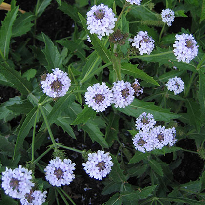 image de Verbena rigida Polaris