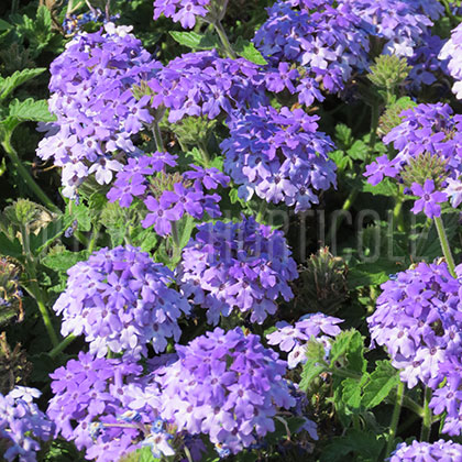 image de Verbena Superbena® Royale Chambray