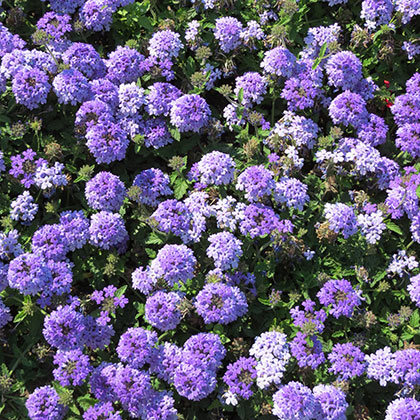 image de Verbena Superbena® Royale Chambray