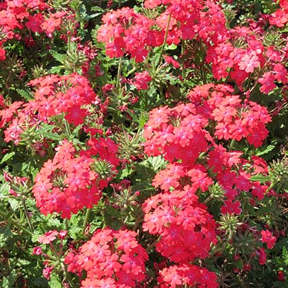 image de Verbena Superbena® Royale Iced Cherry