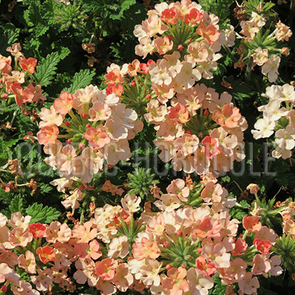 image de Verbena Superbena® Royale Peachy Keen