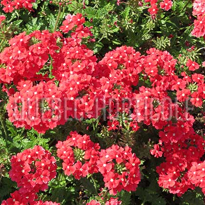 image de Verbena Tukana® Scarlet Star