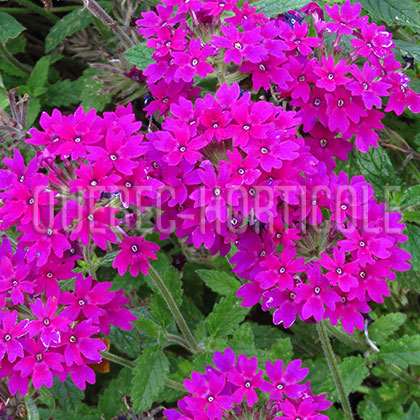 image de Verbena Superbena® Royale Plum Wine