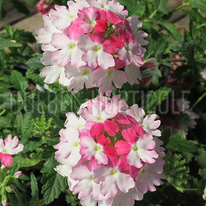 image de Verbena Lanai® Twister™ Pink