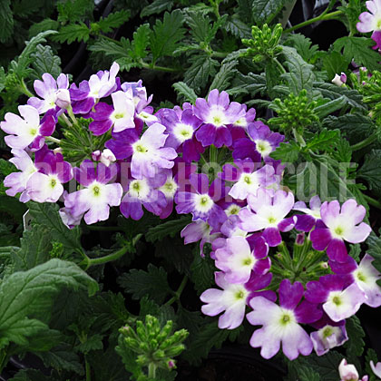 image de Verbena Lanai® Twister Purple