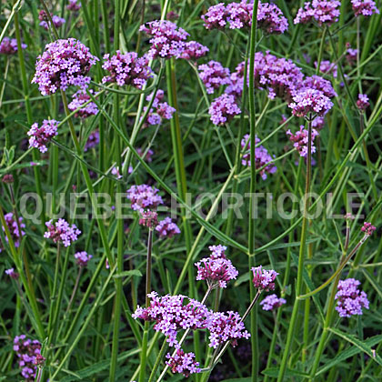 image de Verbena bonariensis Vanity